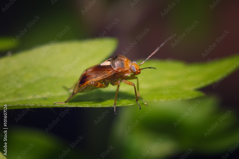 Brown bug sitting on the green leaf