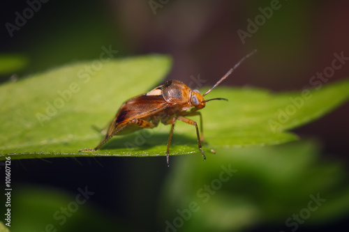 Brown bug sitting on the green leaf