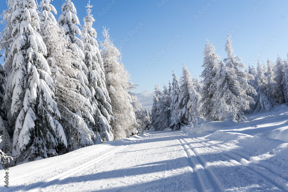 Winter road in mountains. Trees covered with fresh snow in sunny
