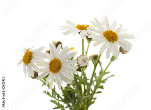 canarian marguerite daisy photo