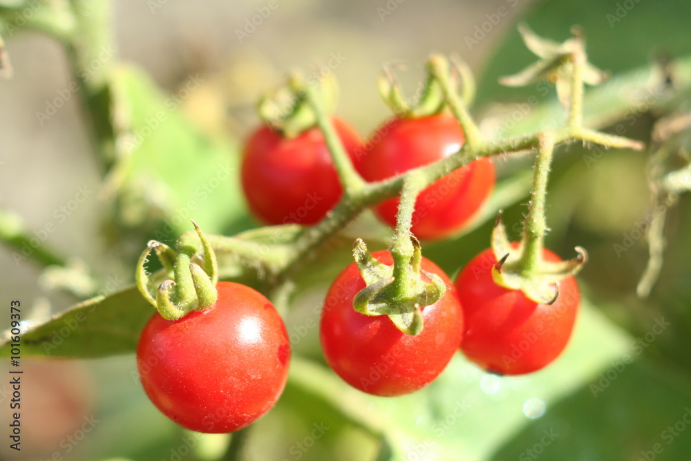 cherry tomatoes branch in the fruit garden