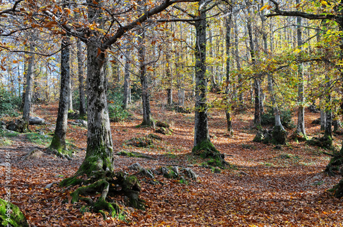 Il castagneto photo