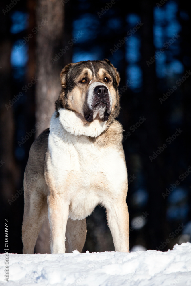 alabai dog portrait
