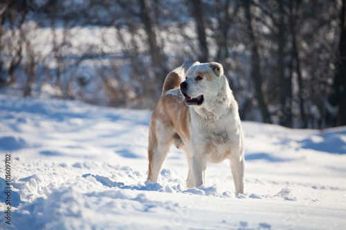asian sheeper dog in the snow