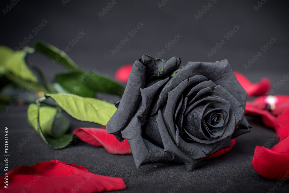 Rosa Negra sobre pétalos rojos Stock Photo