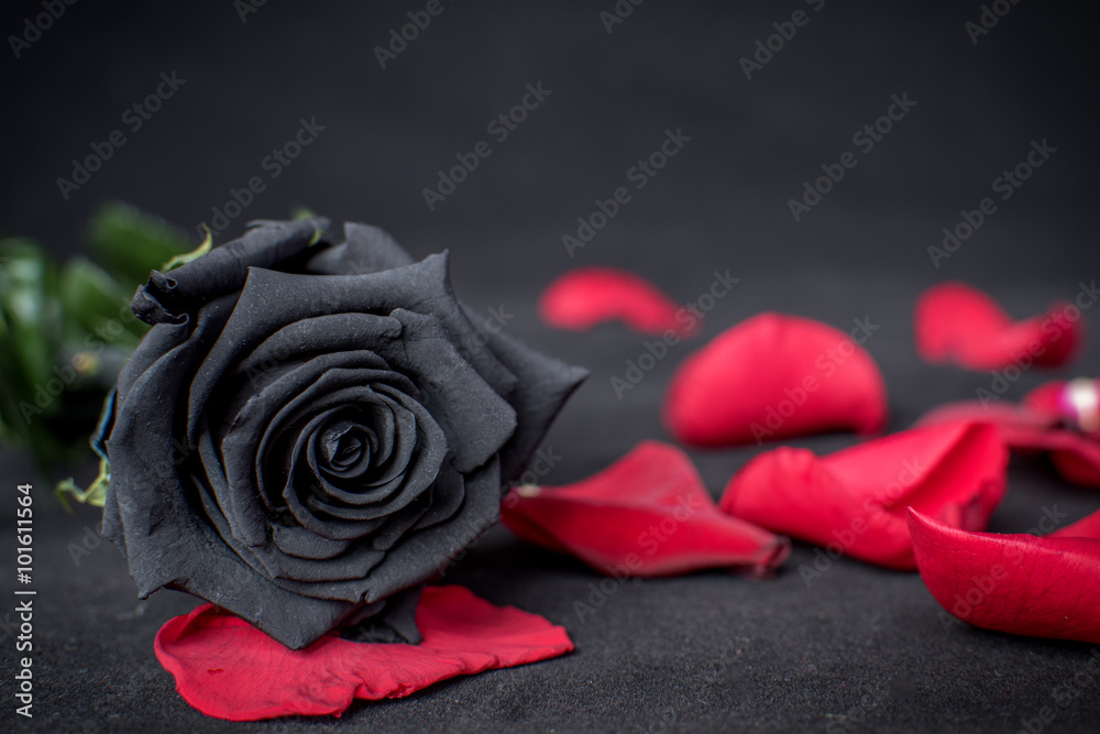 Rosa Negra Images – Browse 17 Stock Photos, Vectors, and Video