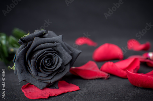 Rosa Negra sobre pétalos rojos 