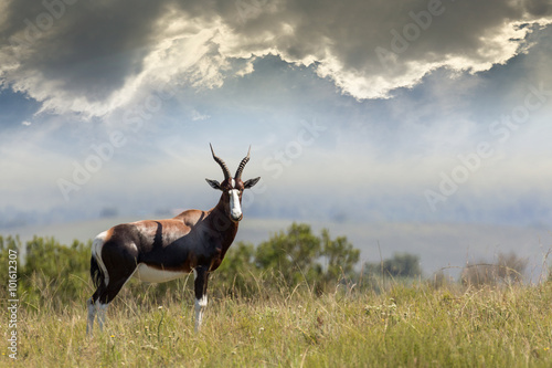 bontebok in grassland photo