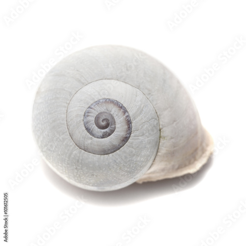 sea snail shell