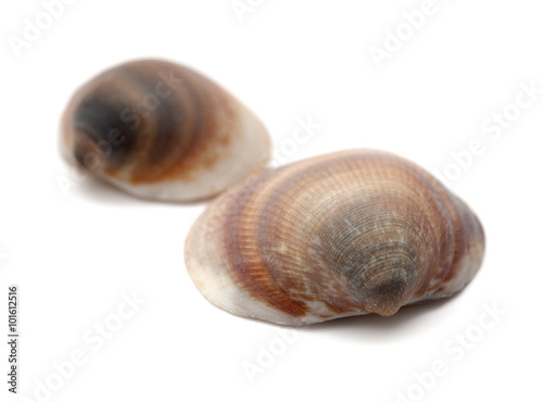 Clam shell isolated