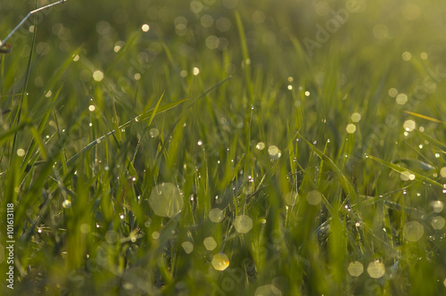 Dew on the grass photo