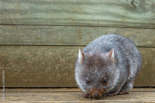 Little Wombat Australia
