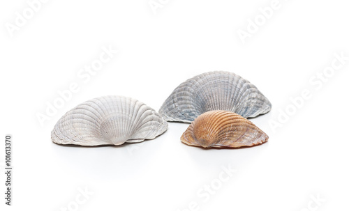 Conches on white background