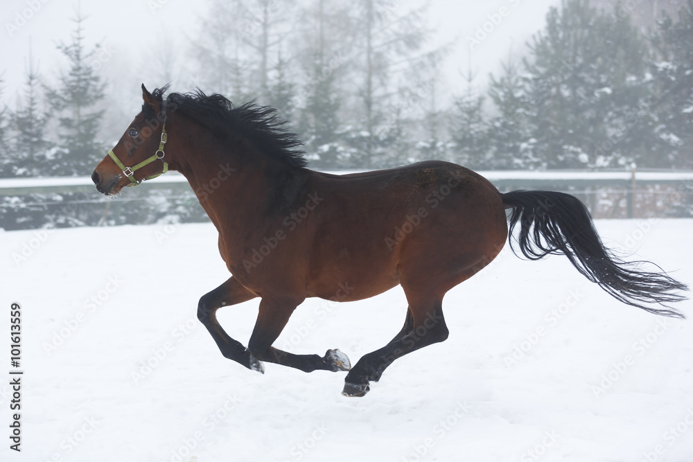 Horse running in winter