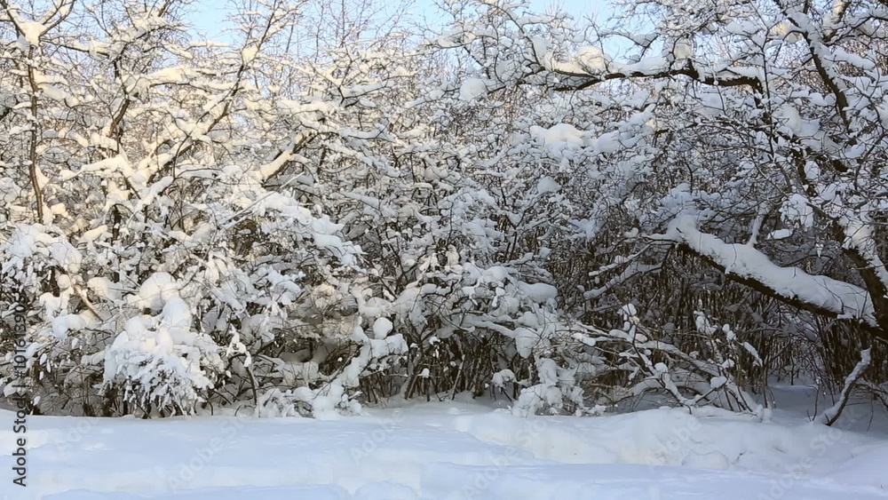 Beautiful snow covered trees in winter park. Horizontal panorama Beautiful snow covered trees in winter park. Horizontal panorama