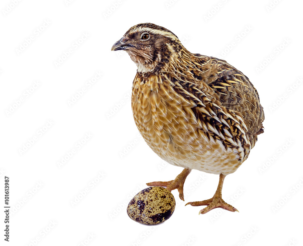 Naklejka premium Adult domesticated quail with egg isolated on white background 