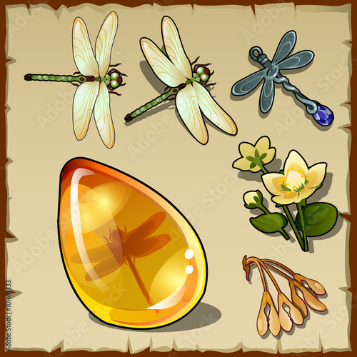 Symbols of summer, plants, dragonflies and amber