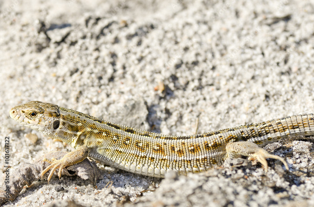 Beautiful grey lizard posing /Beautiful grey lizard pose and sand in the wild Beautiful grey lizard posing /Beautiful grey lizard pose and sand in the wild
