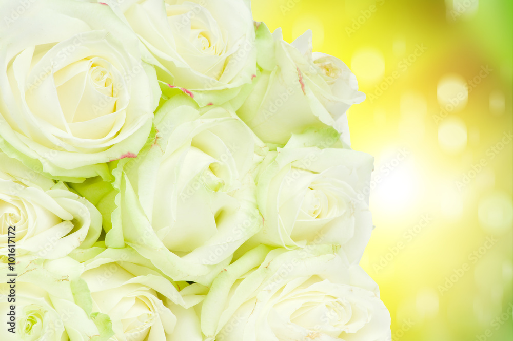 Fototapeta premium Bunch of roses on color bokeh background