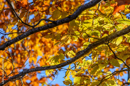 Yellow leaves with tree branches over blue sky. Background with © vladsogodel