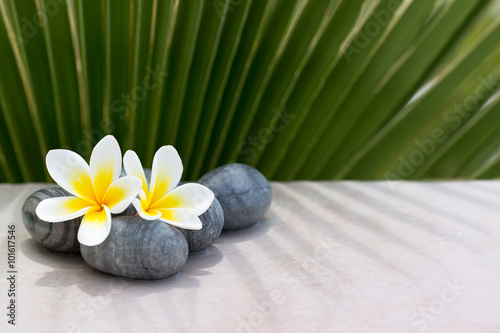 Plumeria flower and stones on palm background