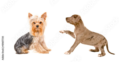 Yorkshire terrier and playful puppy Pitbull