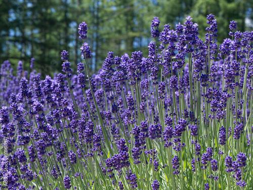 lavender field in Hokkaido photo