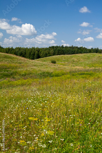 summer meadow