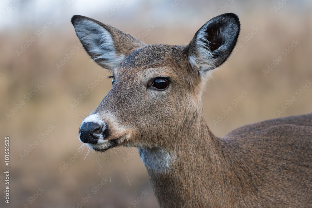 White-tailed Deer Female, Odocoileus Virginianus, closeup in the meadow White-tailed Deer Female, Odocoileus Virginianus, closeup in the meadow