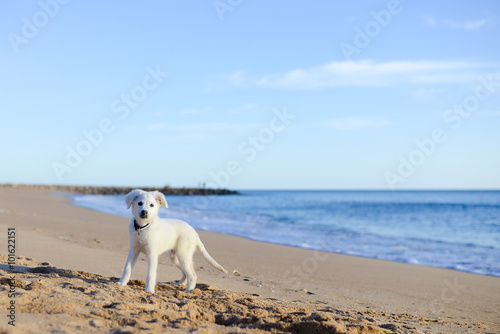 Dog on the beach background 
