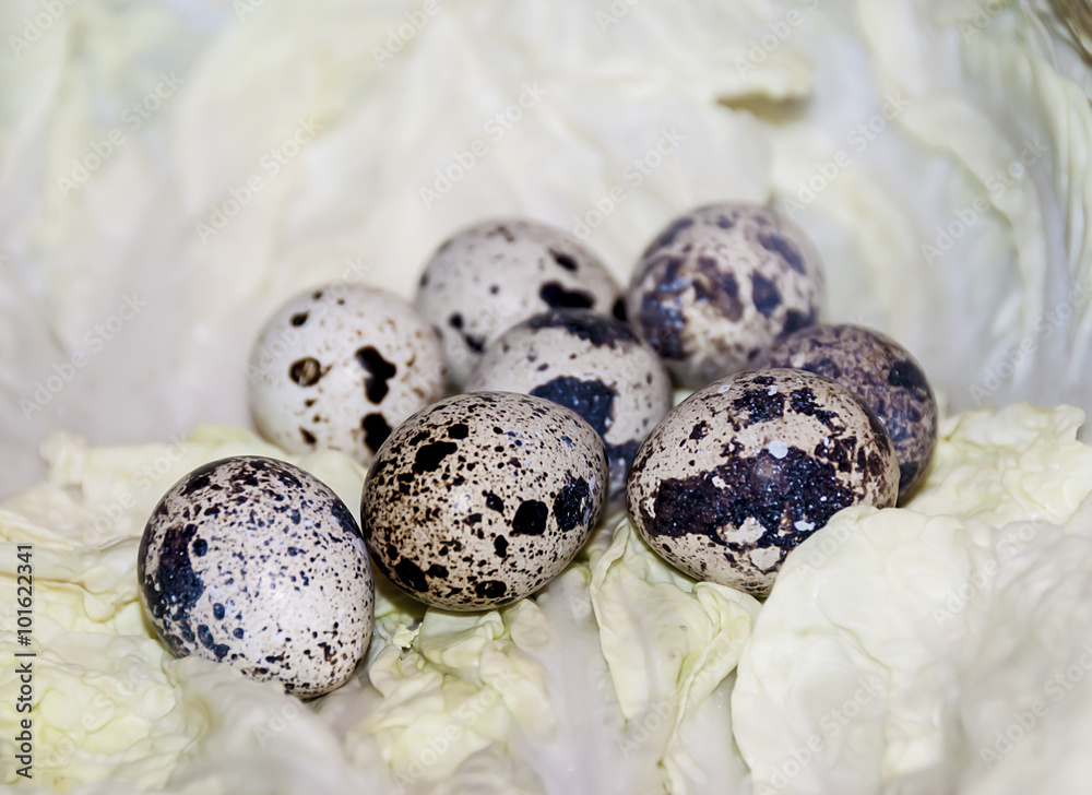 Obraz premium Quail Eggs 