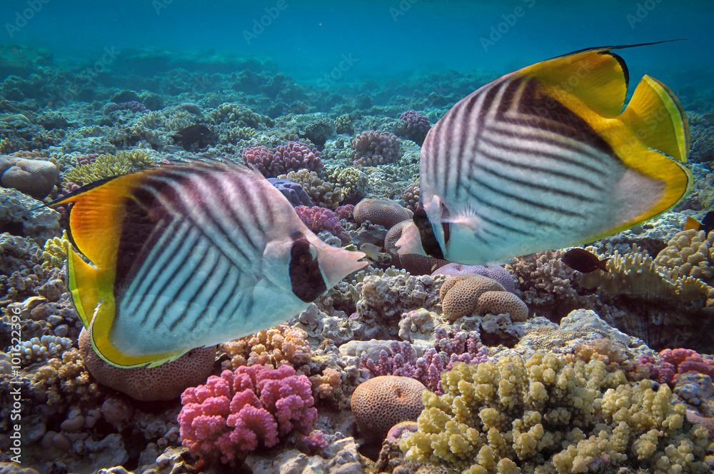 Naklejka premium Threadfin Butterflyfish (Chaetodon auriga) i rafa koralowa, Red S