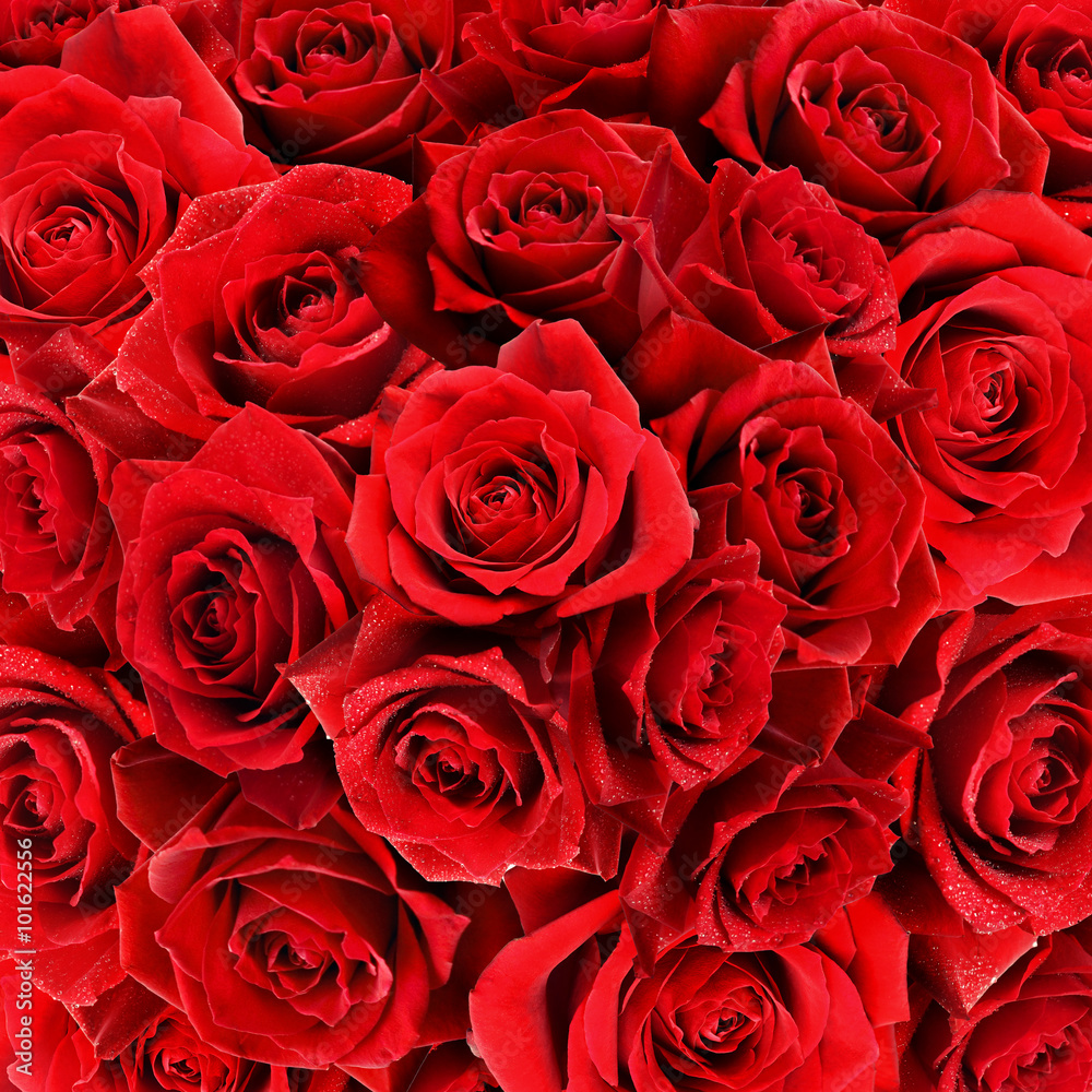 Rose flowers background Rose flowers background