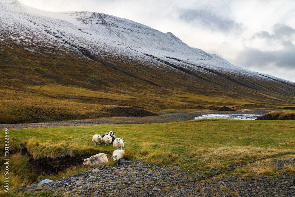 Fototapeta premium Crowd of sheep run back home in greenery with snow mountain background autumn season Iceland