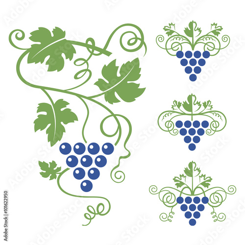 collection of various grapes bunches and leaves