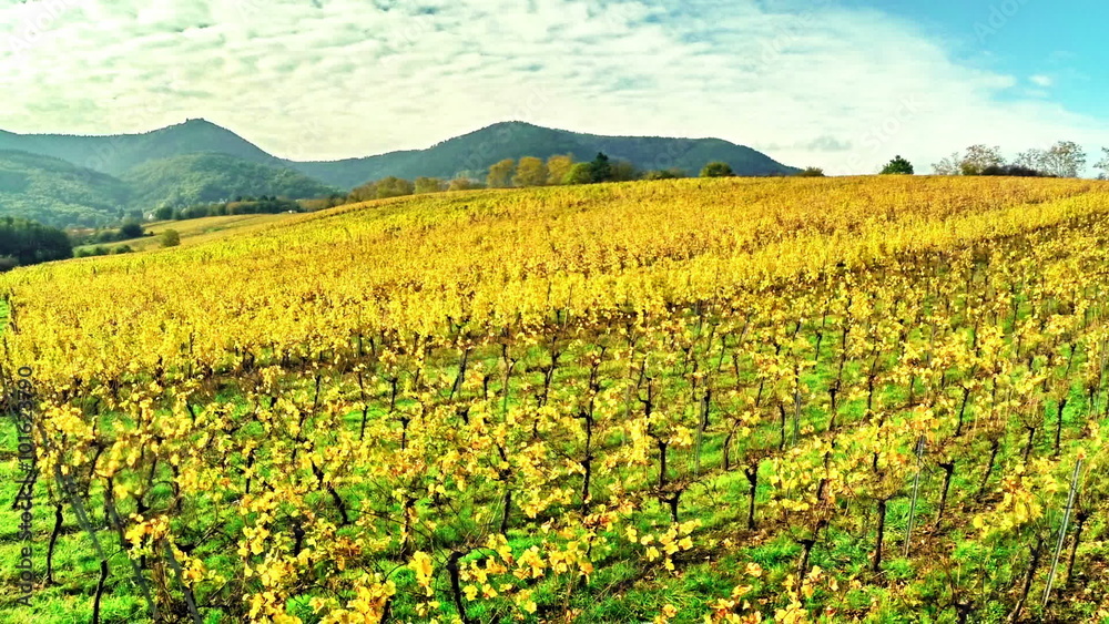 Aerial view of vineyard meadow. Agricultural concept. Full HD, 1080p Aerial view of vineyard meadow. Agricultural concept. Full HD, 1080p