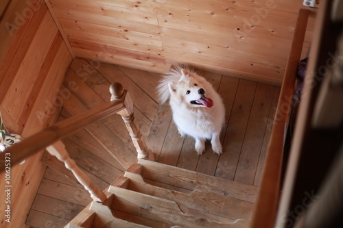 Fototapeta Naklejka Na Ścianę i Meble -  Samoyed in the house