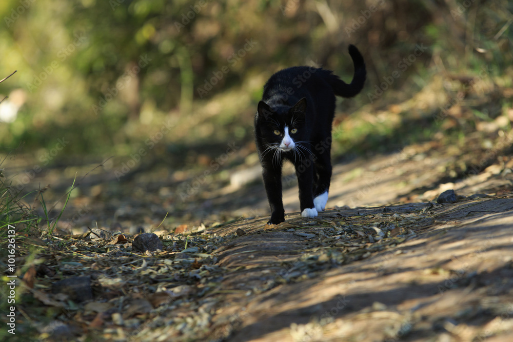 Black Cat in fighting stance
black cat with white spots stands in in a wary pose scared and ready to attack in autumn park Black Cat in fighting stance
black cat with white spots stands in in a wary pose scared and ready to attack in autumn park