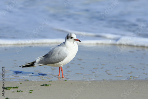 Seagull at the beach

single seagull walks at the beach on a wet sand