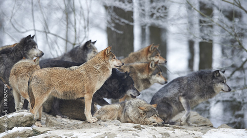 Wolfsrudel im Winter