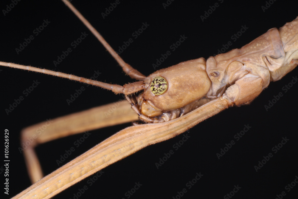 Φωτογραφία portrait phaenopharos khaoyaiensis