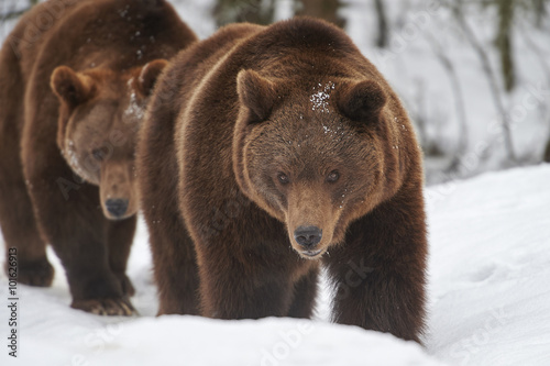 Braunbären im Schnee
