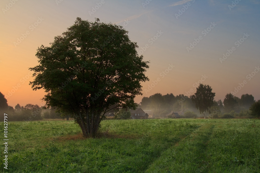 rowan tree landscape with the village in the mist