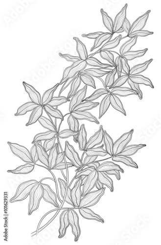 Vintage floral background. Vector of branch with many leaves at engraving style