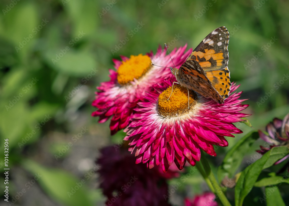 Obraz premium papillon