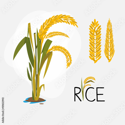 rice set. letter - vector