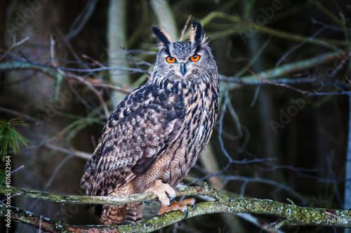 beautiful eurasian eagle owl bird