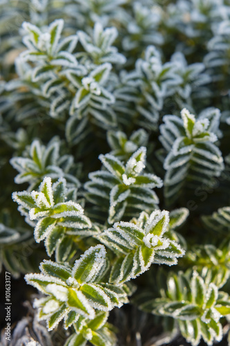 rock plant with morning frost