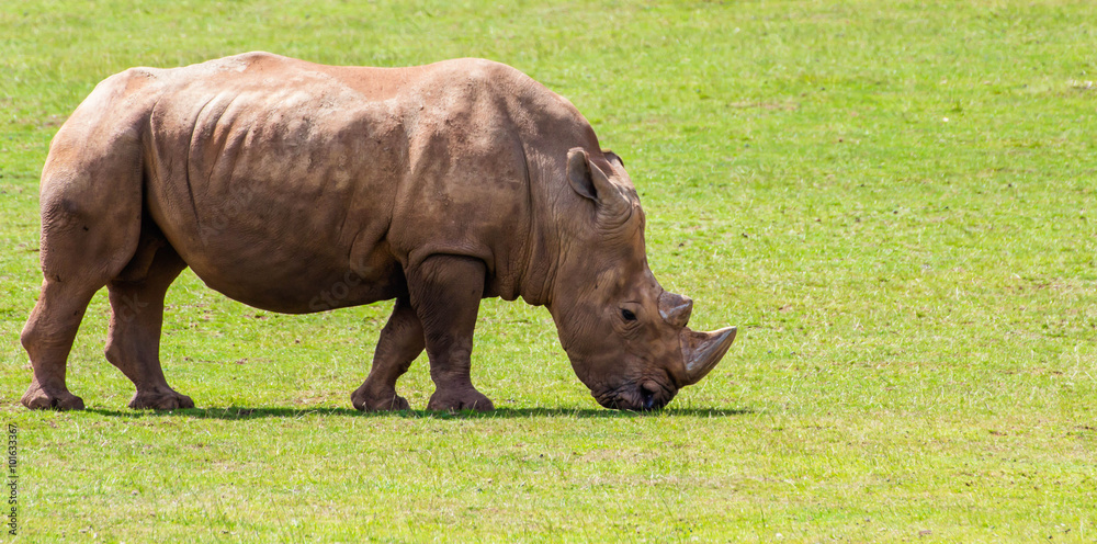 Fototapeta premium African white rhino eating grass alone during the daylight