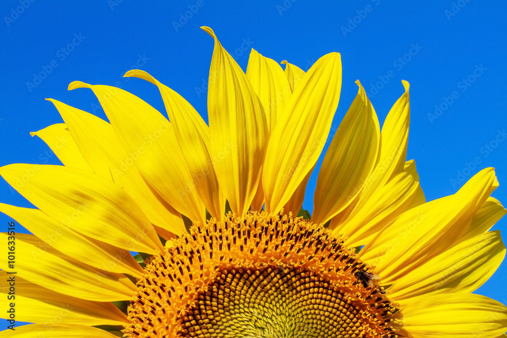 Naklejka premium yellow sunflower and blue sky background